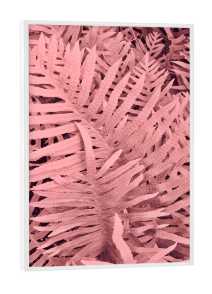 Poster mit weißem Rahmen "Pink Ferns" artboxONE - Natur,Floral,Abstrakt - Fern,Pink,Leaf,Leaves,Abstract,Floral,Natur,Nature,Blätter,Abstrakt
