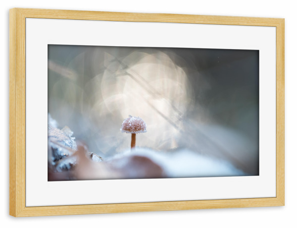 Poster mit Rahmen kiefer "Winter, I don't care" artboxONE - Natur