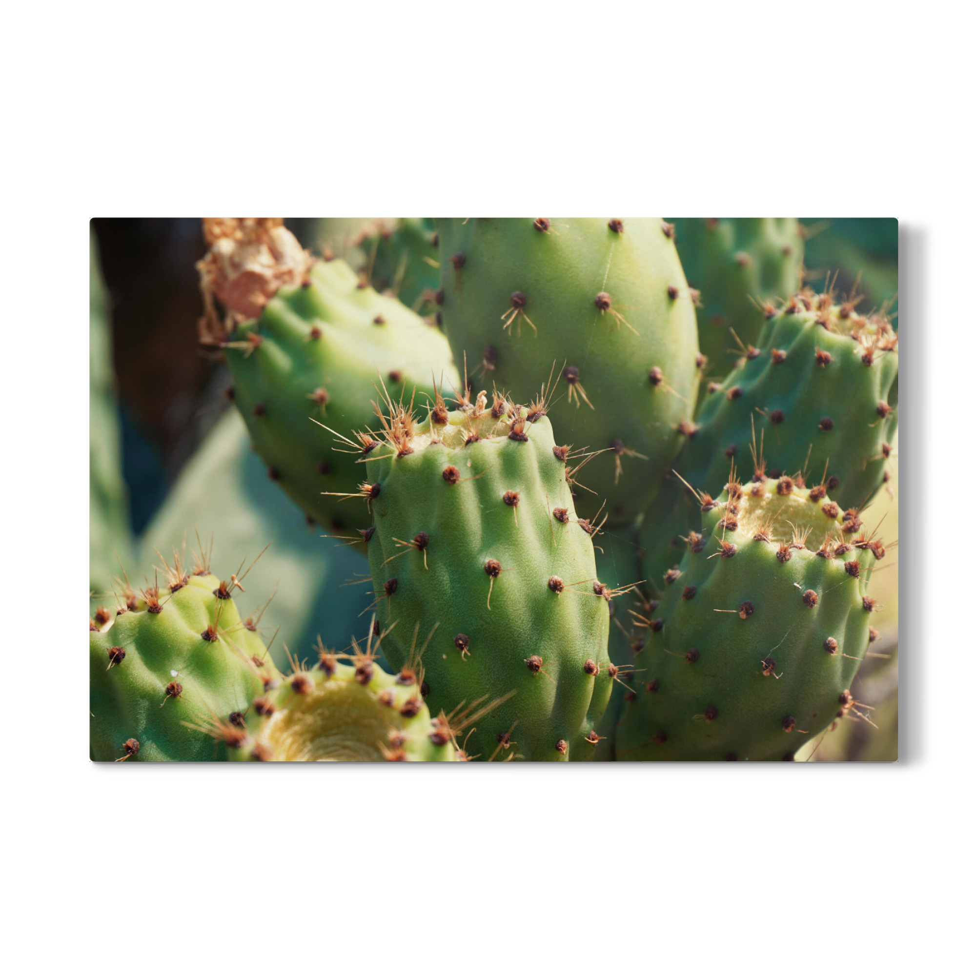 Galerie-Print "Kaktus in Italien" 30x20 cm artboxONE
