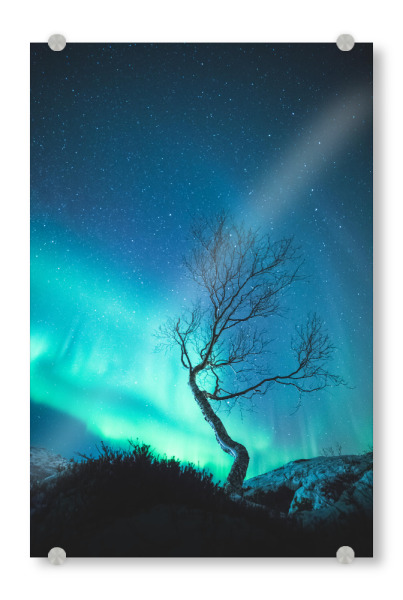 Acrylglasbild "Aurora Tree" artboxONE - Natur