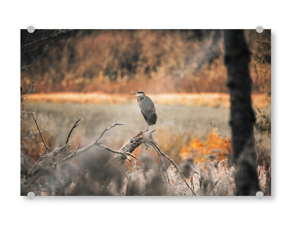 Acrylglasbild "Frosty morning" artboxONE - Natur,Tiere - Wildlife,Vogel,Baum,Natur,Animal,Tiere,Nature,Aniaml,Bird,Wild,Trees,Bäume,Wald,Forest