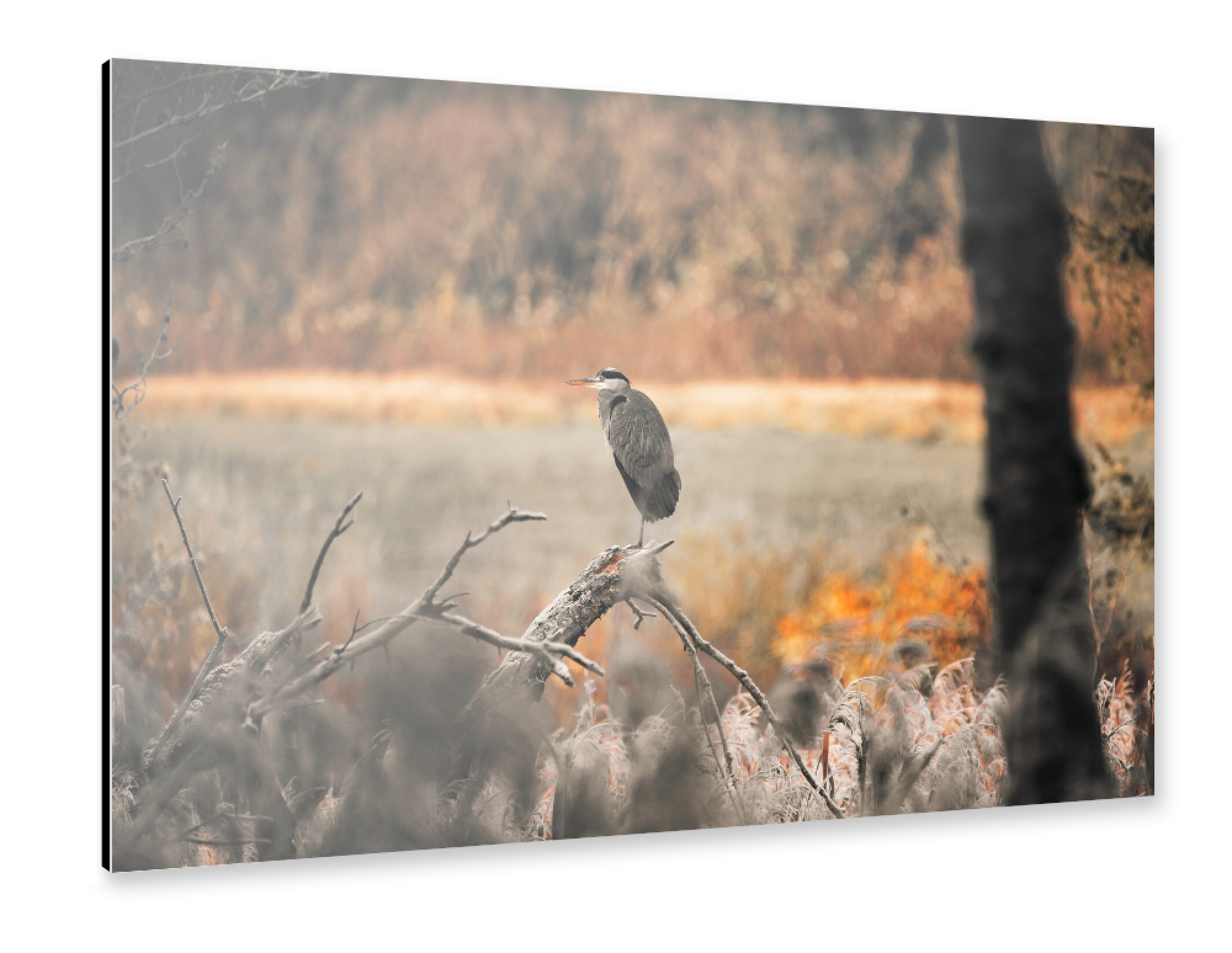 Alu-Dibond "Frosty morning" 30x20 cm artboxONE