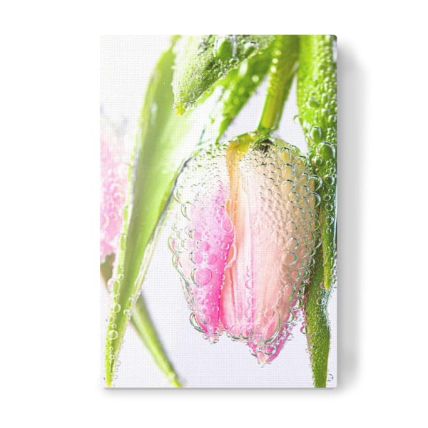 Leinwandbild "Blume unter Wasser" artboxONE - Floral - Blumen,Tulpen,Grün,Rosa,Highkey,Wasser,Tropfen,Wassertropfen,Flowers,Botanical,Botanisch