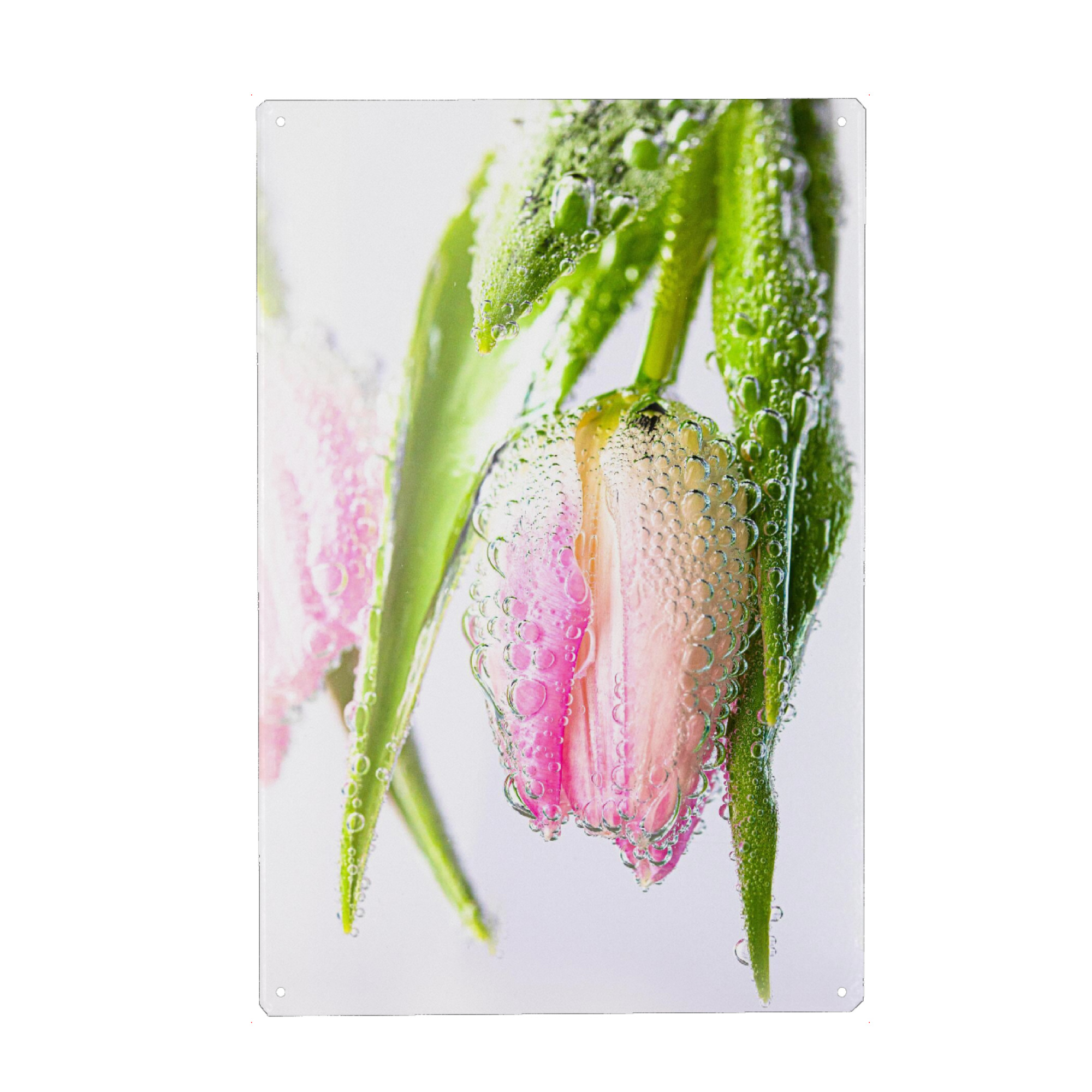 Holzbild "Blume unter Wasser" artboxONE - Floral - Blumen,Tulpen,Grün,Rosa,Highkey,Wasser,Tropfen,Wassertropfen,Flowers,Botanical,Botanisch