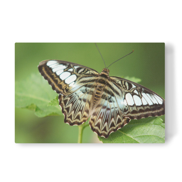 Leinwandbild "Schmetterlings-Pause" artboxONE - Natur,Tiere