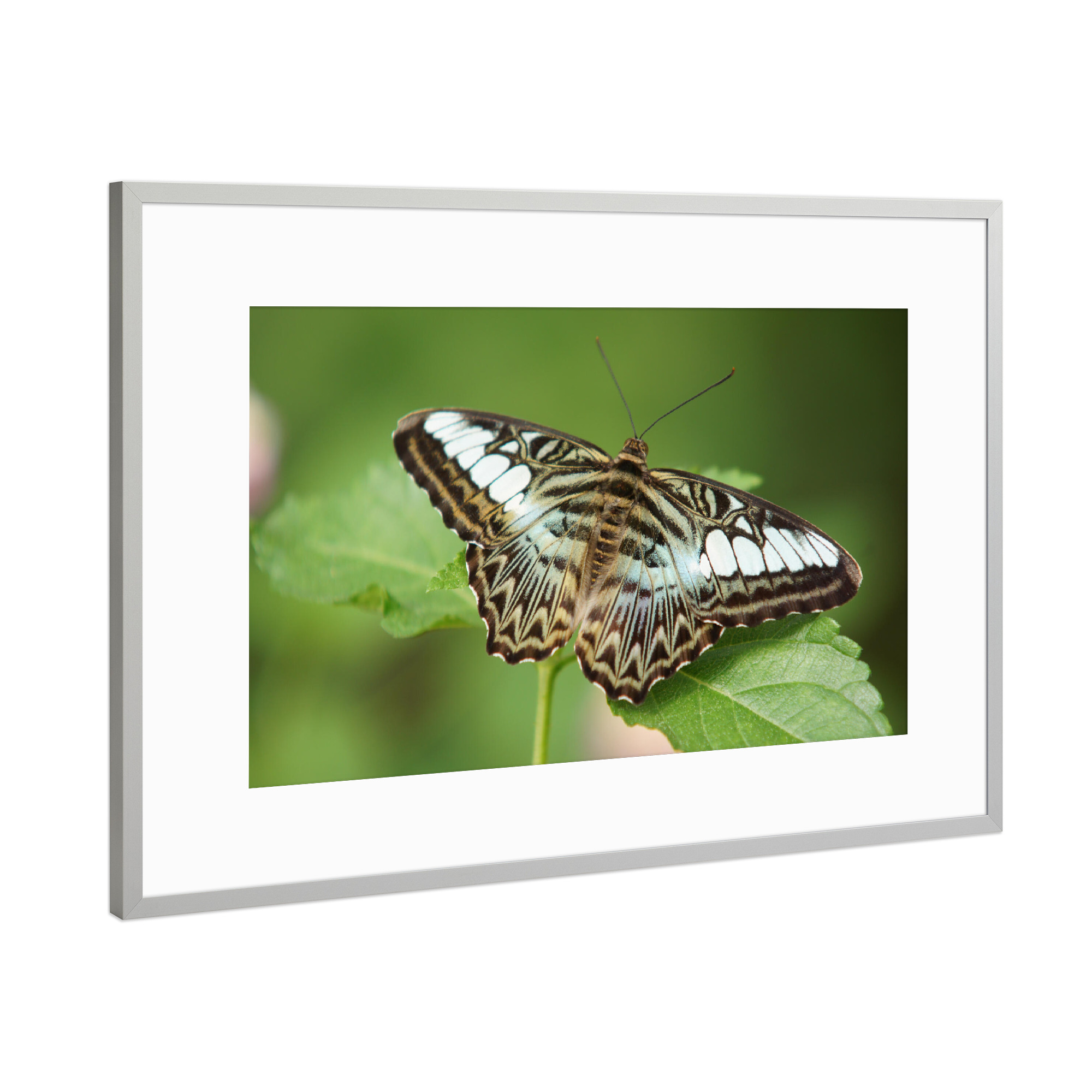 Poster mit Rahmen Silber "Schmetterlings-Pause" artboxONE - Natur,Tiere