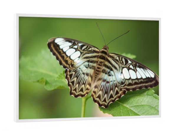Poster mit weißem Rahmen "Schmetterlings-Pause" artboxONE - Natur,Tiere