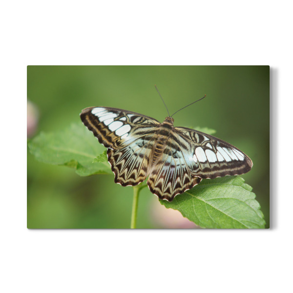 Galerie-Print "Schmetterlings-Pause" 30x20 cm artboxONE