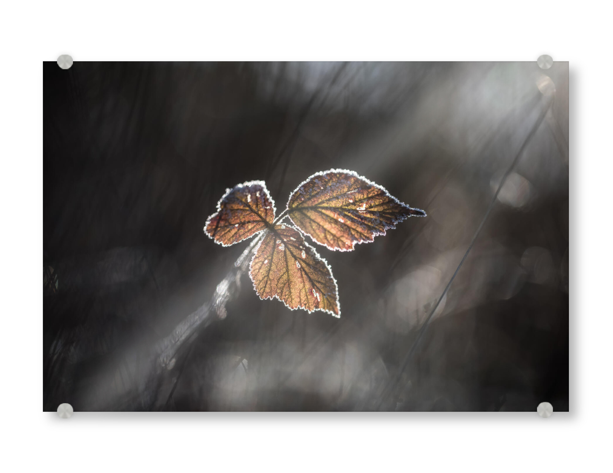 Acrylglasbild "Brombeerblätter" artboxONE - Natur,Floral