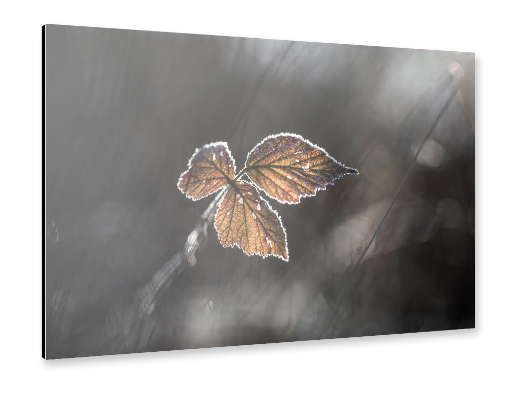 Alu-Dibond "Brombeerblätter" 30x20 cm artboxONE