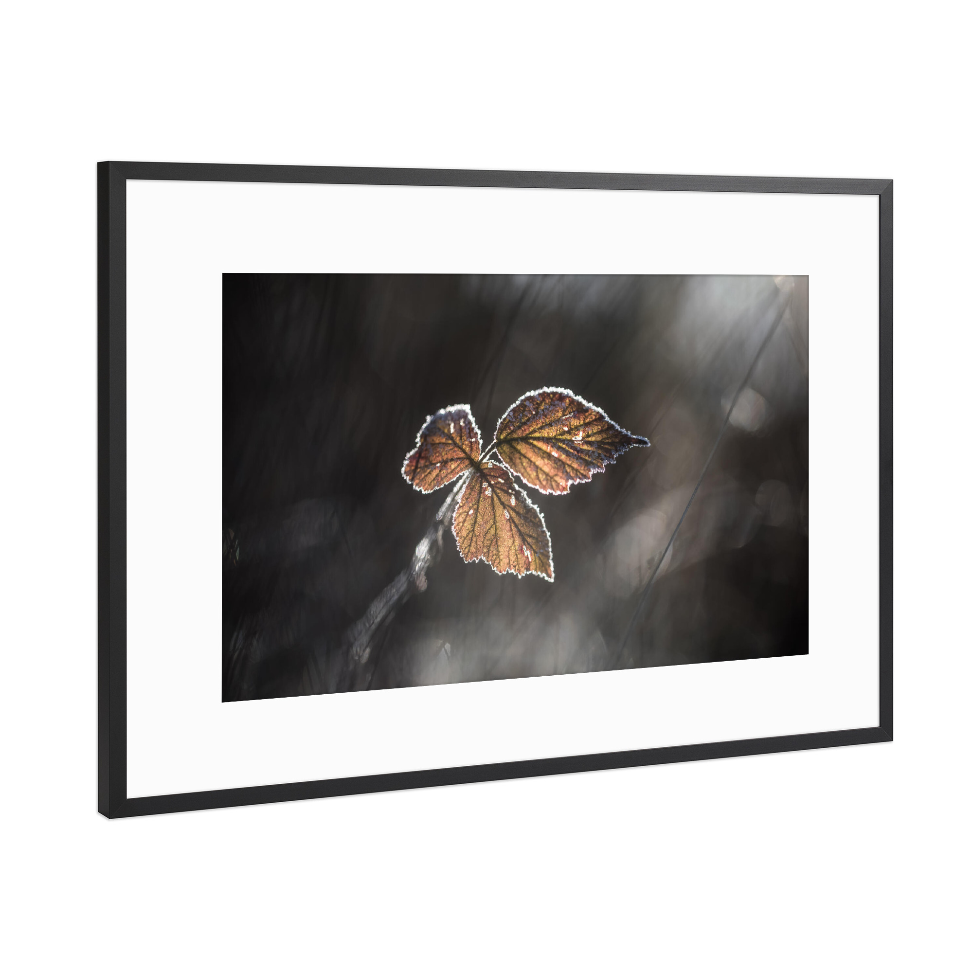 Poster mit Rahmen Schwarz (Metallic) "Brombeerblätter" artboxONE - Natur,Floral