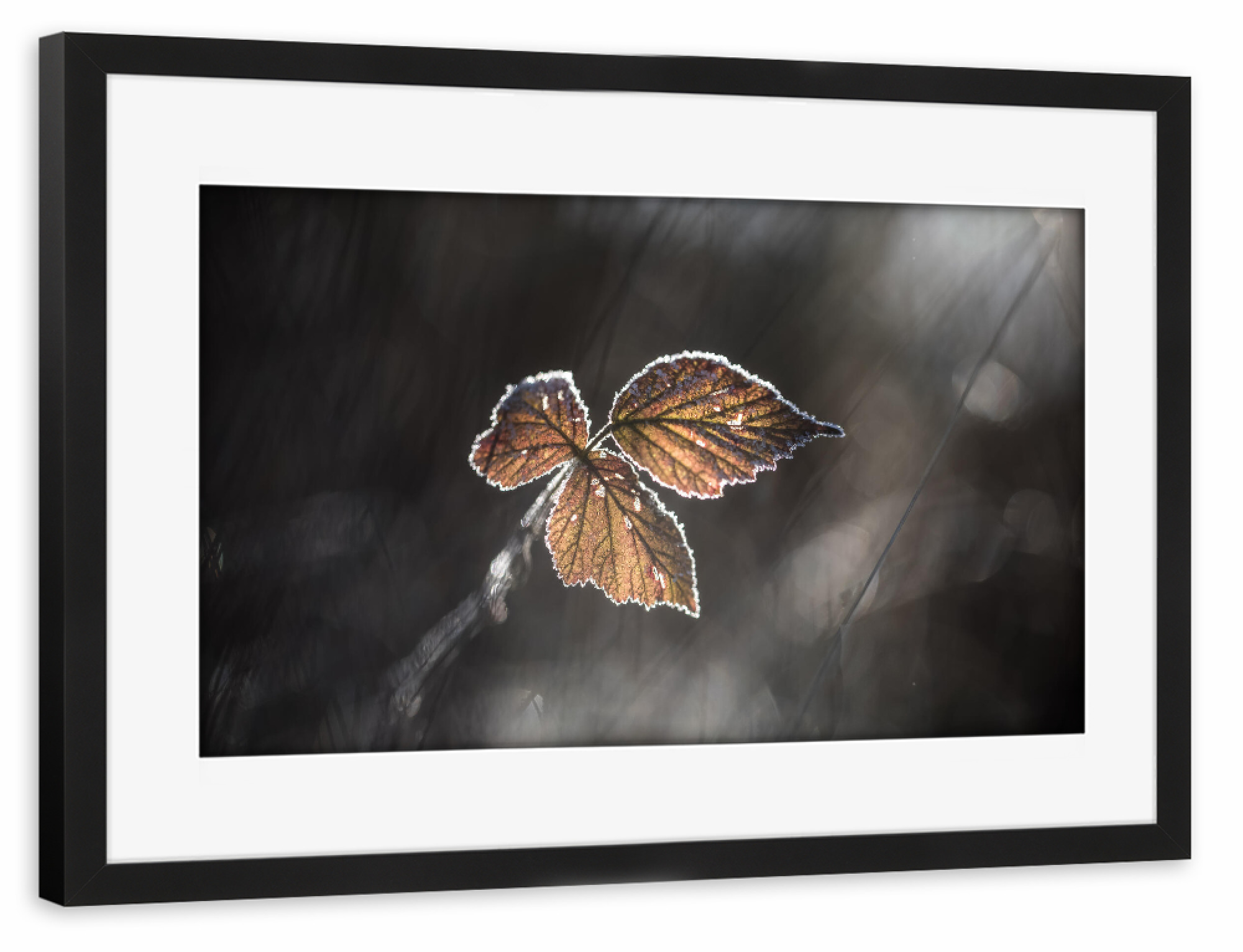 Poster mit Rahmen schwarz "Brombeerblätter" artboxONE - Natur,Floral