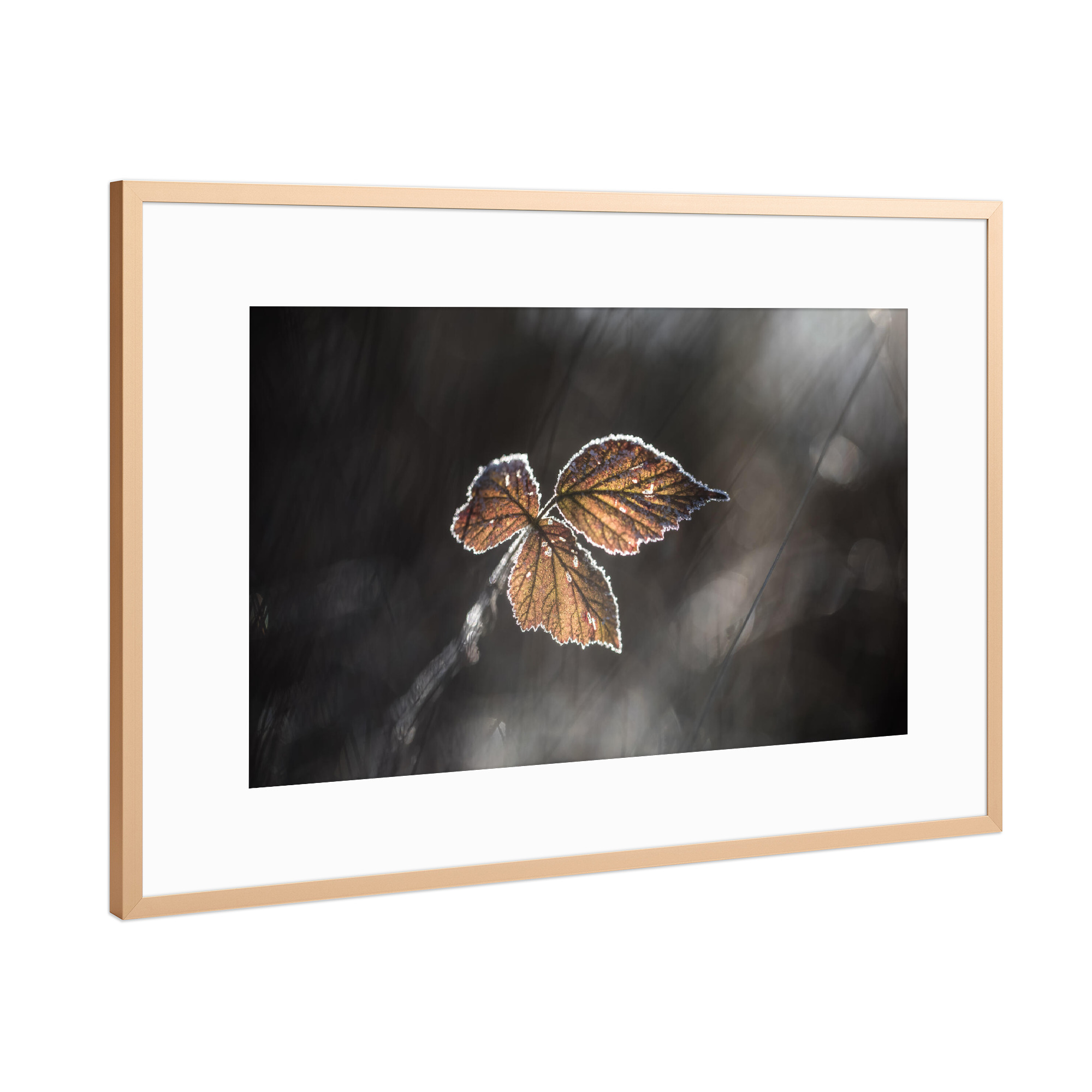 Poster mit Rahmen Kupfer "Brombeerblätter" artboxONE - Natur,Floral