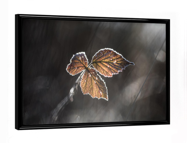 Poster mit schwarzem Rahmen "Brombeerblätter" artboxONE - Natur,Floral