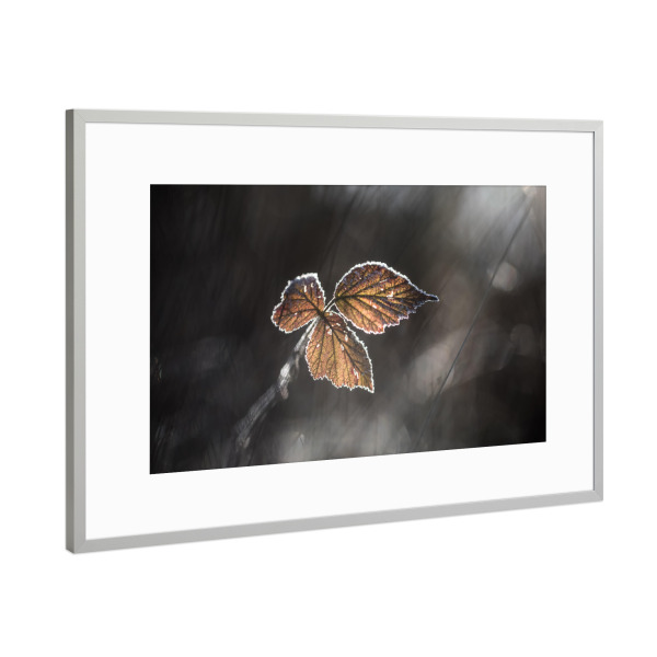 Poster mit Rahmen Silber "Brombeerblätter" artboxONE - Natur,Floral