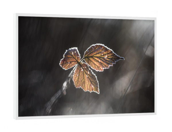 Poster mit weißem Rahmen "Brombeerblätter" artboxONE - Natur,Floral