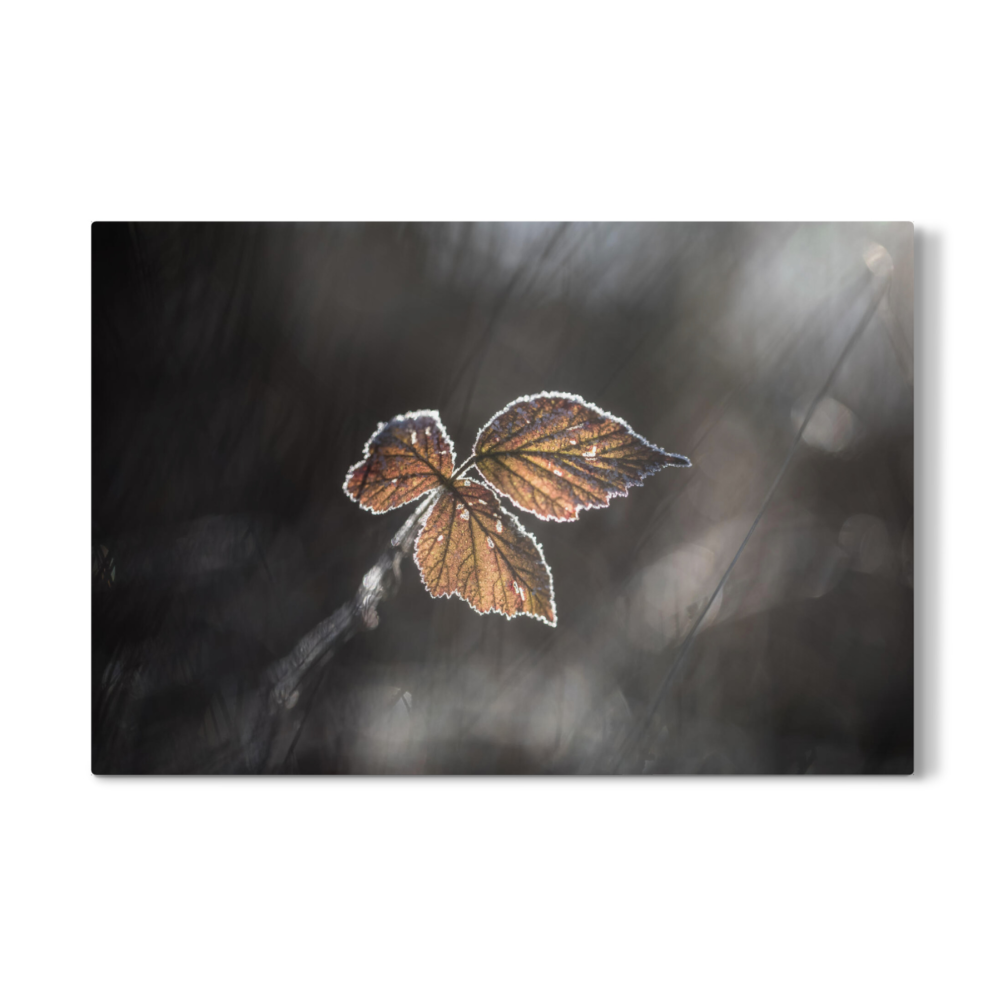 Galerie-Print "Brombeerblätter" 30x20 cm artboxONE