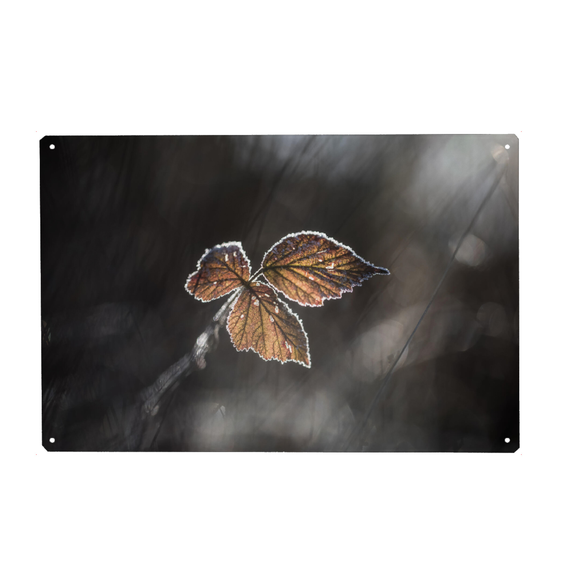 Holzbild "Brombeerblätter" artboxONE - Natur,Floral