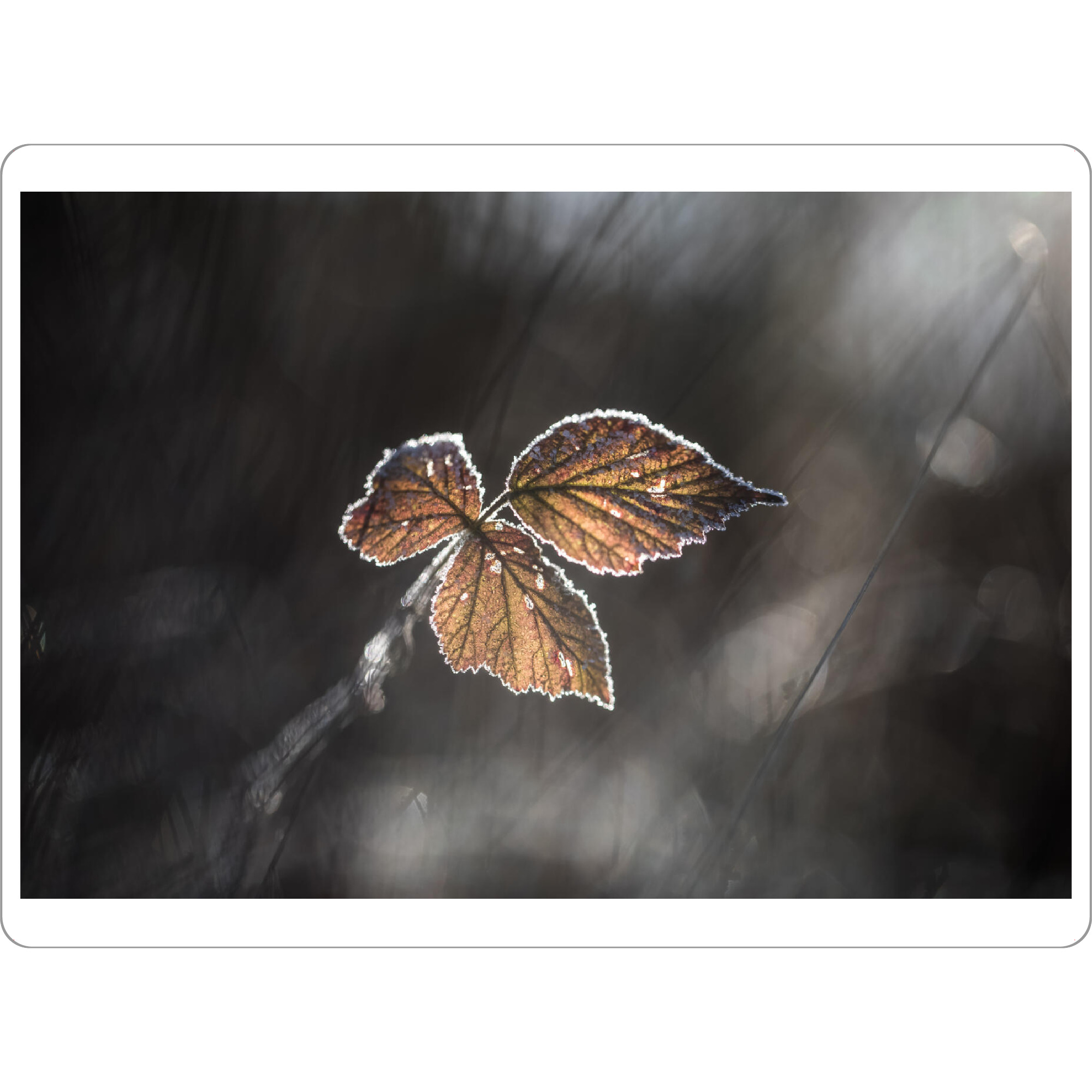Tischset "Brombeerblätter" artboxONE - Natur,Floral