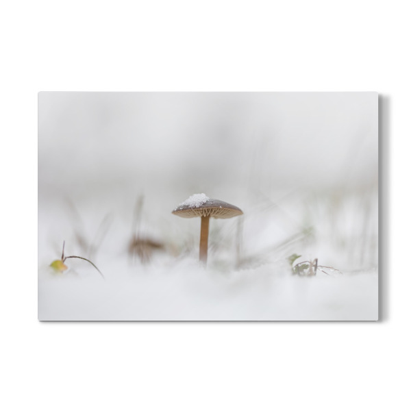 Galerie-Print "Pilz im Schnee" 30x20 cm artboxONE