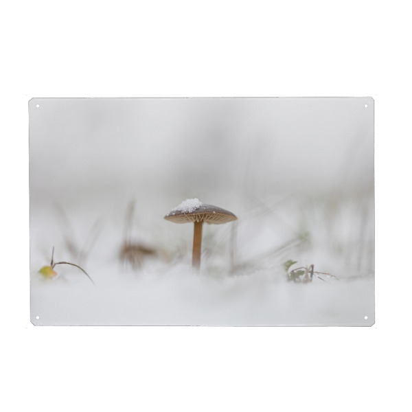 Holzbild "Pilz im Schnee" artboxONE - Natur - Pilz,Winter,Wiese,Kalt,Mushroom,Natur,Nature,Frost,Makro,Makrofotografie,Pilzchen,Snow,Schnee