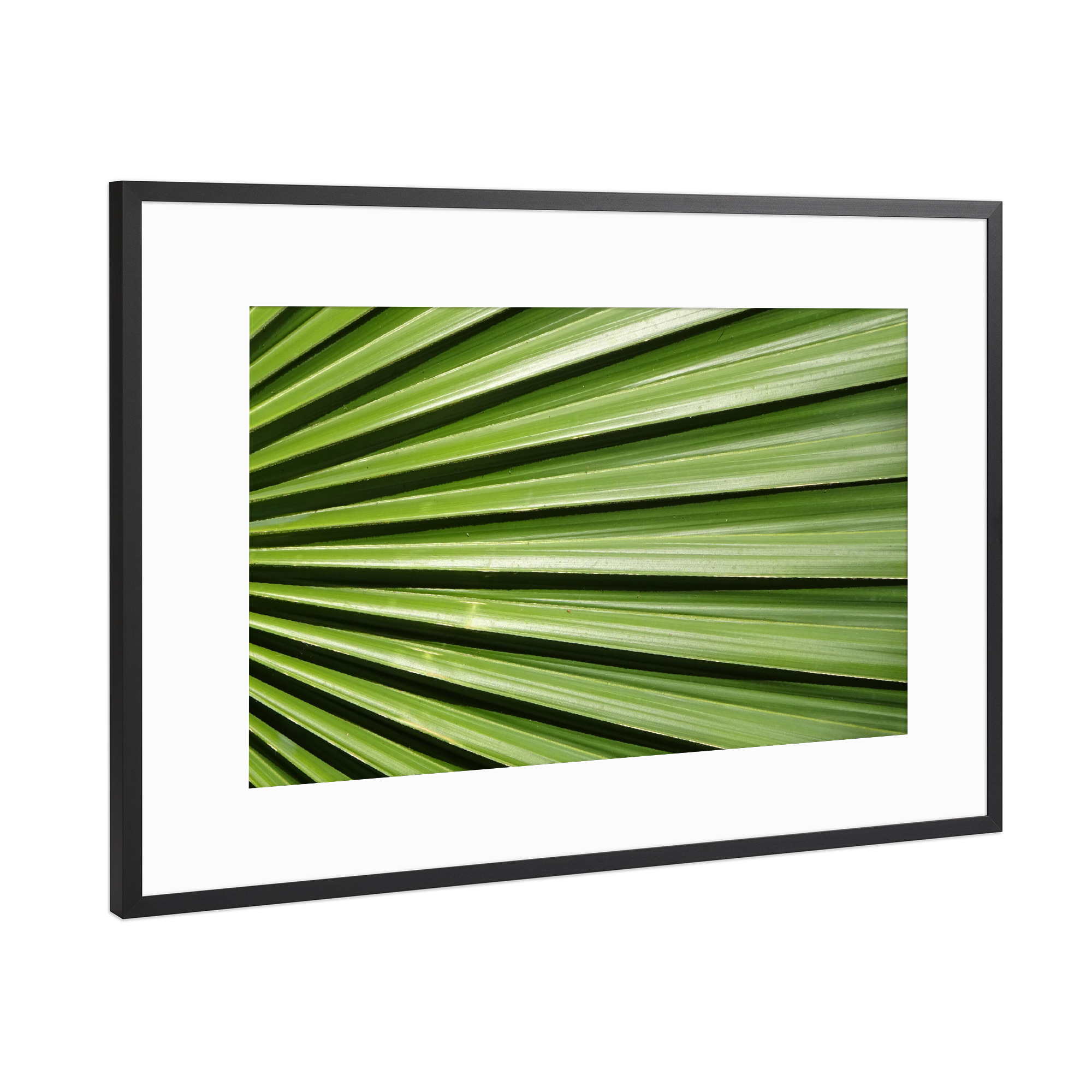 Poster mit Rahmen Schwarz (Metallic) "Palmenfächer Palmenblatt" artboxONE - Natur,Floral,Abstrakt,Geometrie