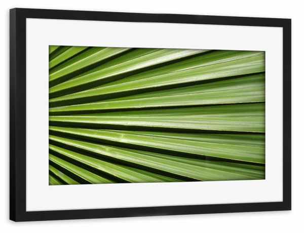 Poster mit Rahmen schwarz "Palmenfächer Palmenblatt" artboxONE - Natur,Floral,Abstrakt,Geometrie