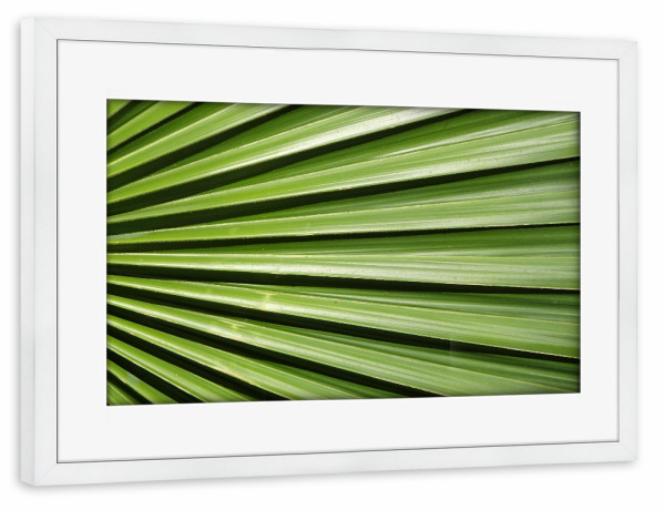 Poster mit Rahmen weiß "Palmenfächer Palmenblatt" artboxONE - Natur,Floral,Abstrakt,Geometrie