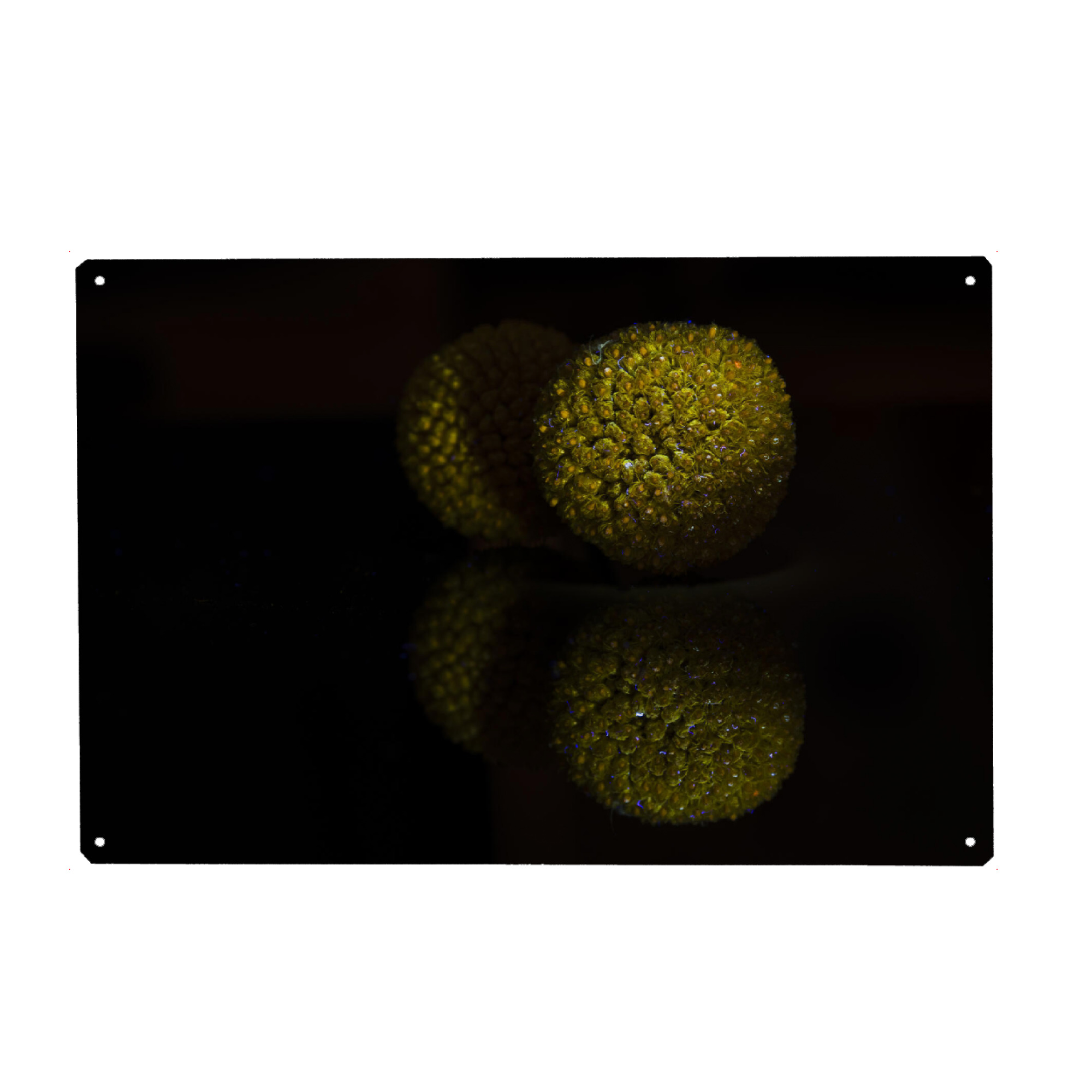 Holzbild "Mystical Craspedia" artboxONE - Natur,Floral,Ultraviolet
