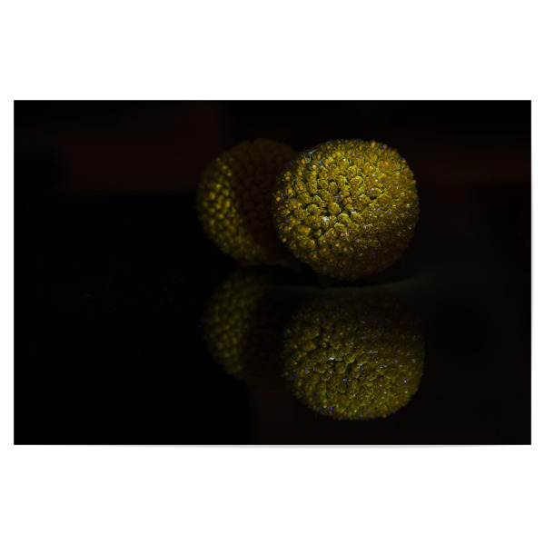 Poster 30x20 cm "Mystical Craspedia" artboxONE - Natur,Floral,Ultraviolet