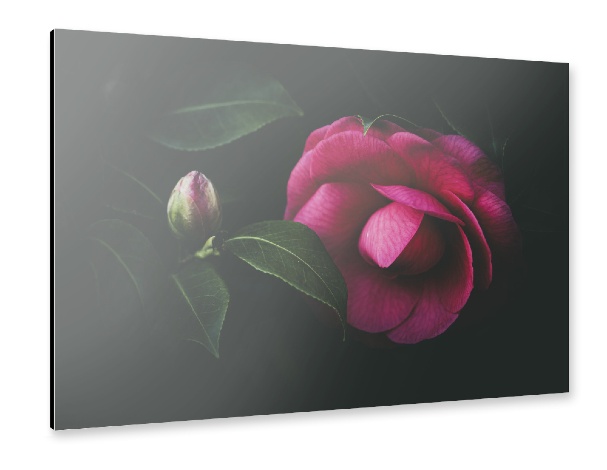 Alu-Dibond "Pfingstrose / Peony" 30x20 cm artboxONE