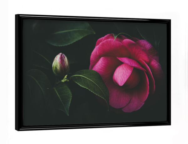 Poster mit schwarzem Rahmen "Pfingstrose / Peony" artboxONE - Natur,Floral