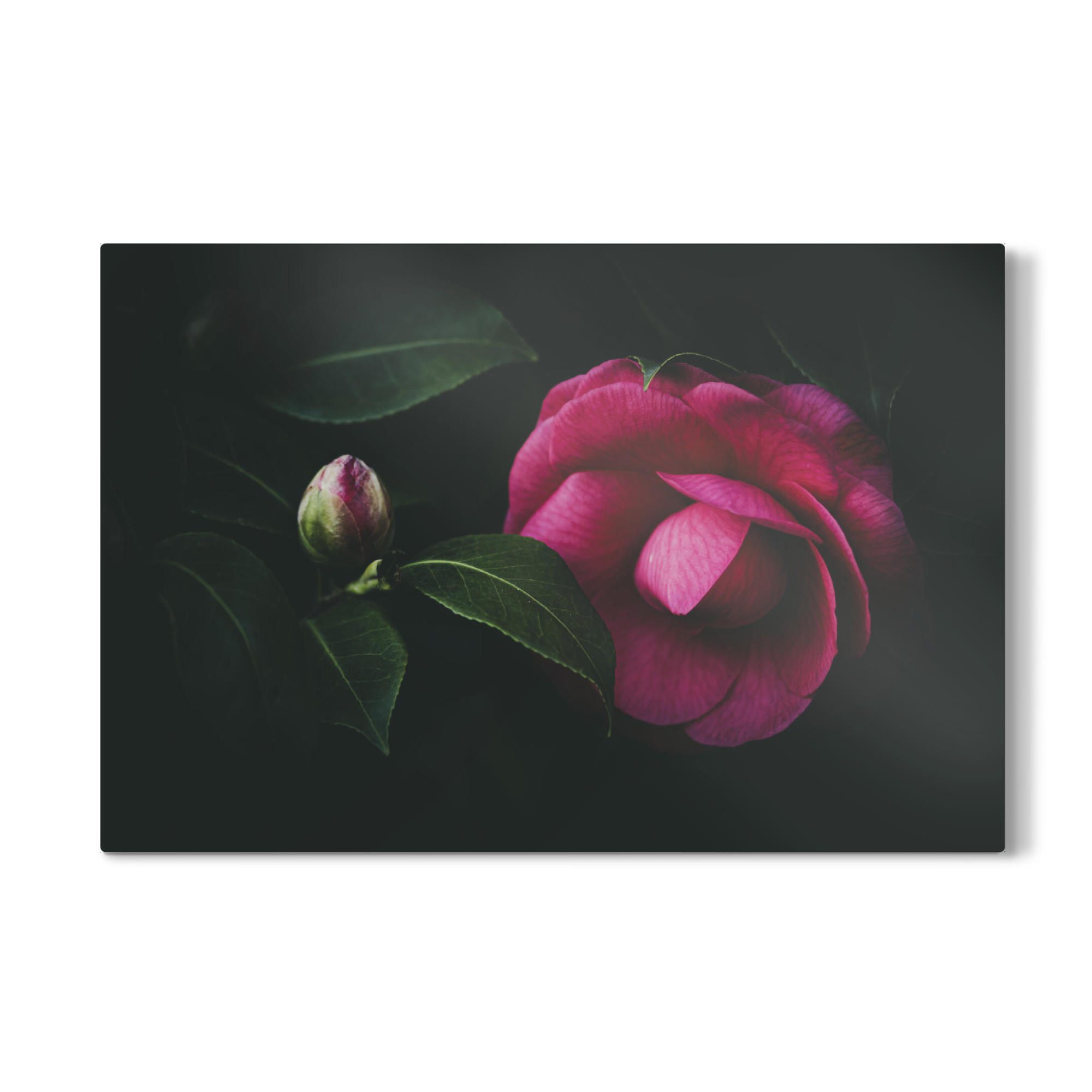 Galerie-Print "Pfingstrose / Peony" 30x20 cm artboxONE