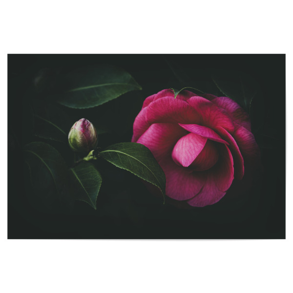 Poster 30x20 cm "Pfingstrose / Peony" artboxONE - Natur,Floral