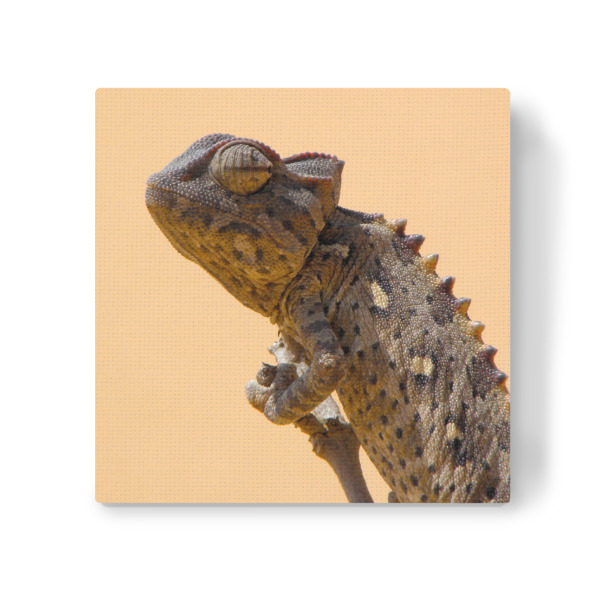 Leinwandbild "Damarachameleon" artboxONE - Natur,Tiere