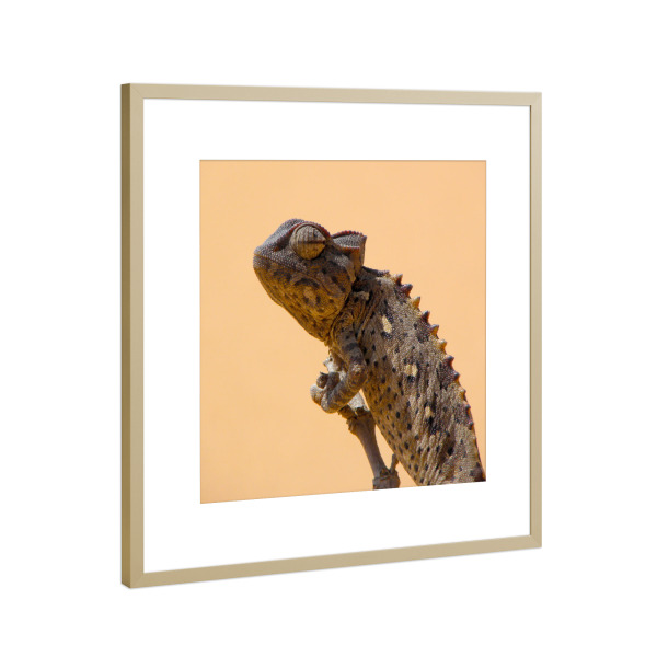 Poster mit Rahmen Gold "Damarachameleon" artboxONE - Natur,Tiere