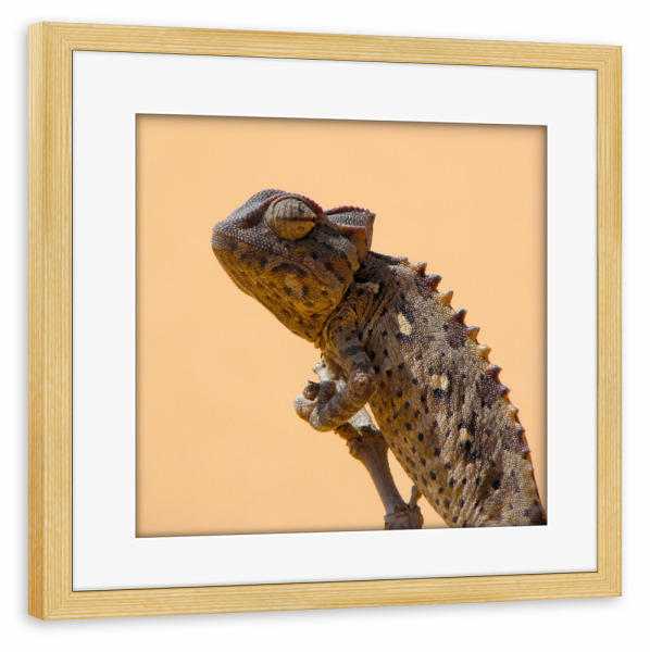 Poster mit Rahmen kiefer "Damarachameleon" artboxONE - Natur,Tiere