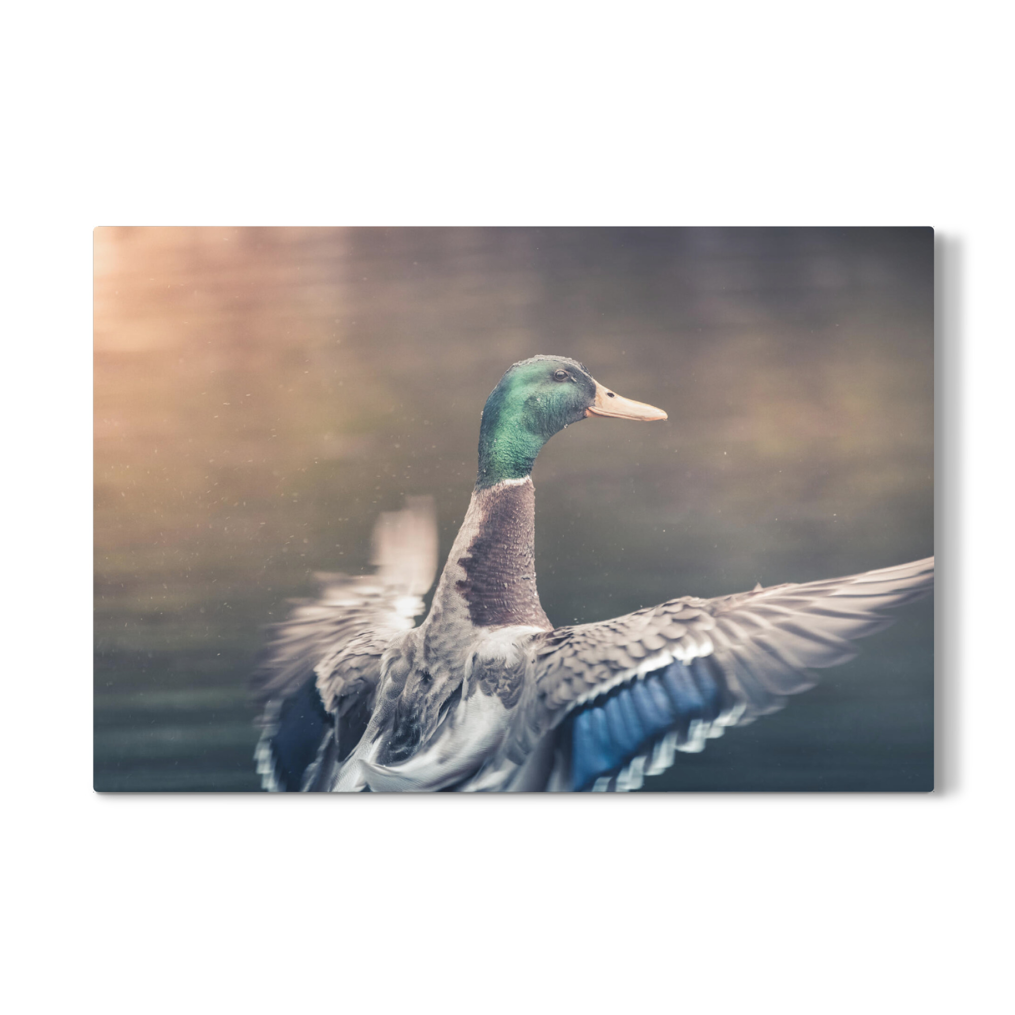 Galerie-Print "Happy Duck" 30x20 cm artboxONE