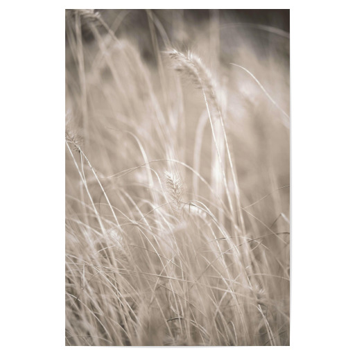 Beige Grass