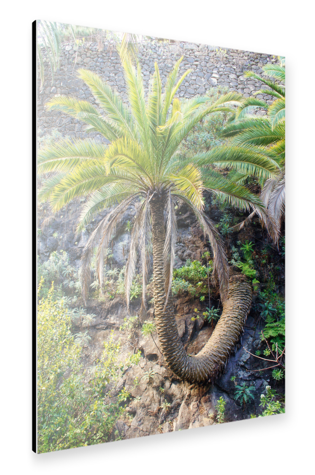 Alu-Dibond "Schlangenpalme" 75x50 cm artboxONE