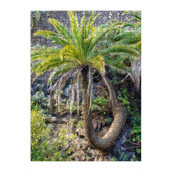 Puzzle Ravensburger "Schlangenpalme" artboxONE - Natur,Reise,Floral,Reise / Länder - Teneriffa,Baum,Schlange,Palme,Palmtree,Natur,Nature,Jungle