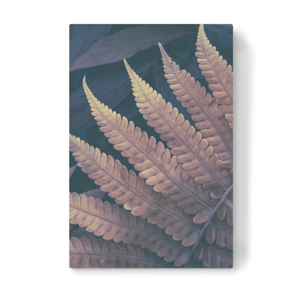 Leinwandbild "Fern Details" artboxONE - Natur - Photography,Foliage,Leaf,Fern,Details,Close,Garden,Blätter,Natur,Nature,Closeup,Nahaufnahme