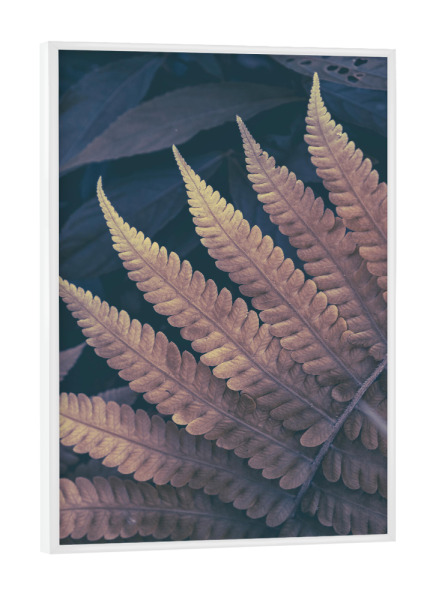 Poster mit weißem Rahmen "Fern Details" artboxONE - Natur