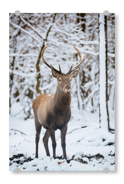 Acrylglasbild "Deer in nature" artboxONE - Natur,Reise,Tiere