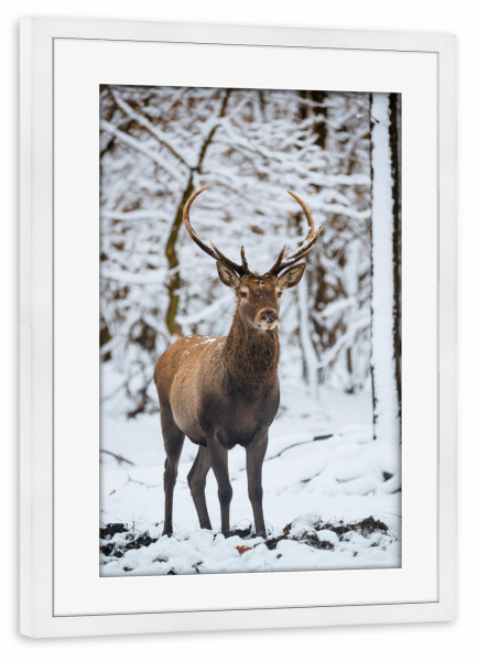 Poster mit Rahmen weiß "Deer in nature" artboxONE - Natur,Reise,Tiere