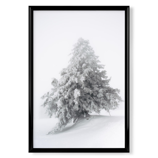 Snow covered tree