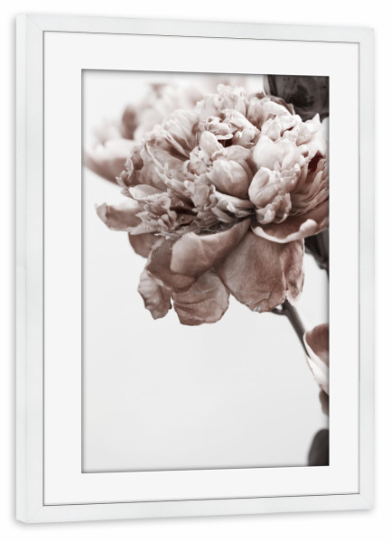 Poster mit Rahmen weiß "Portrait of Peony" artboxONE - Natur,Floral