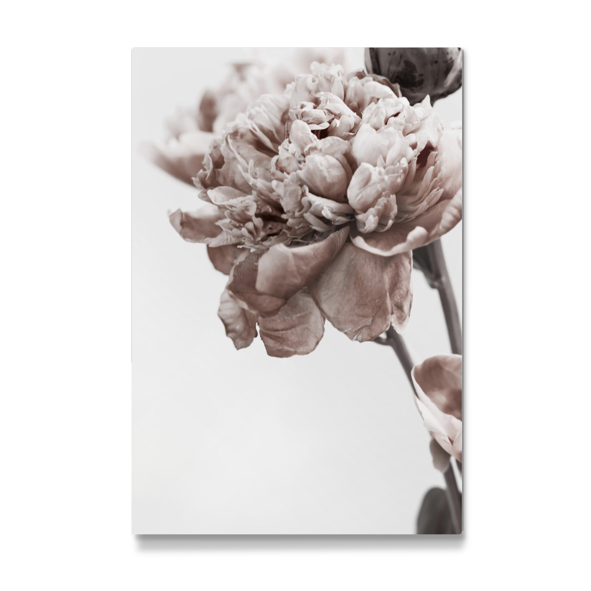 Galerie-Print "Portrait of Peony" 30x20 cm artboxONE