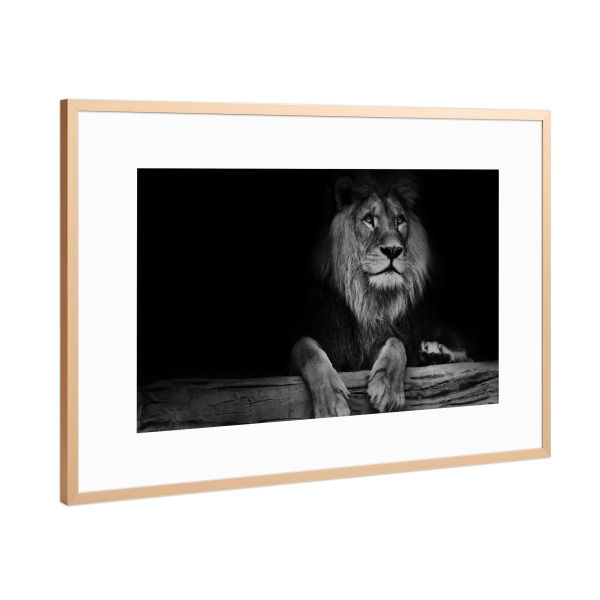Poster mit Rahmen Kupfer "Sitting Lion" artboxONE - Typografie,Natur,Schwarzweiß