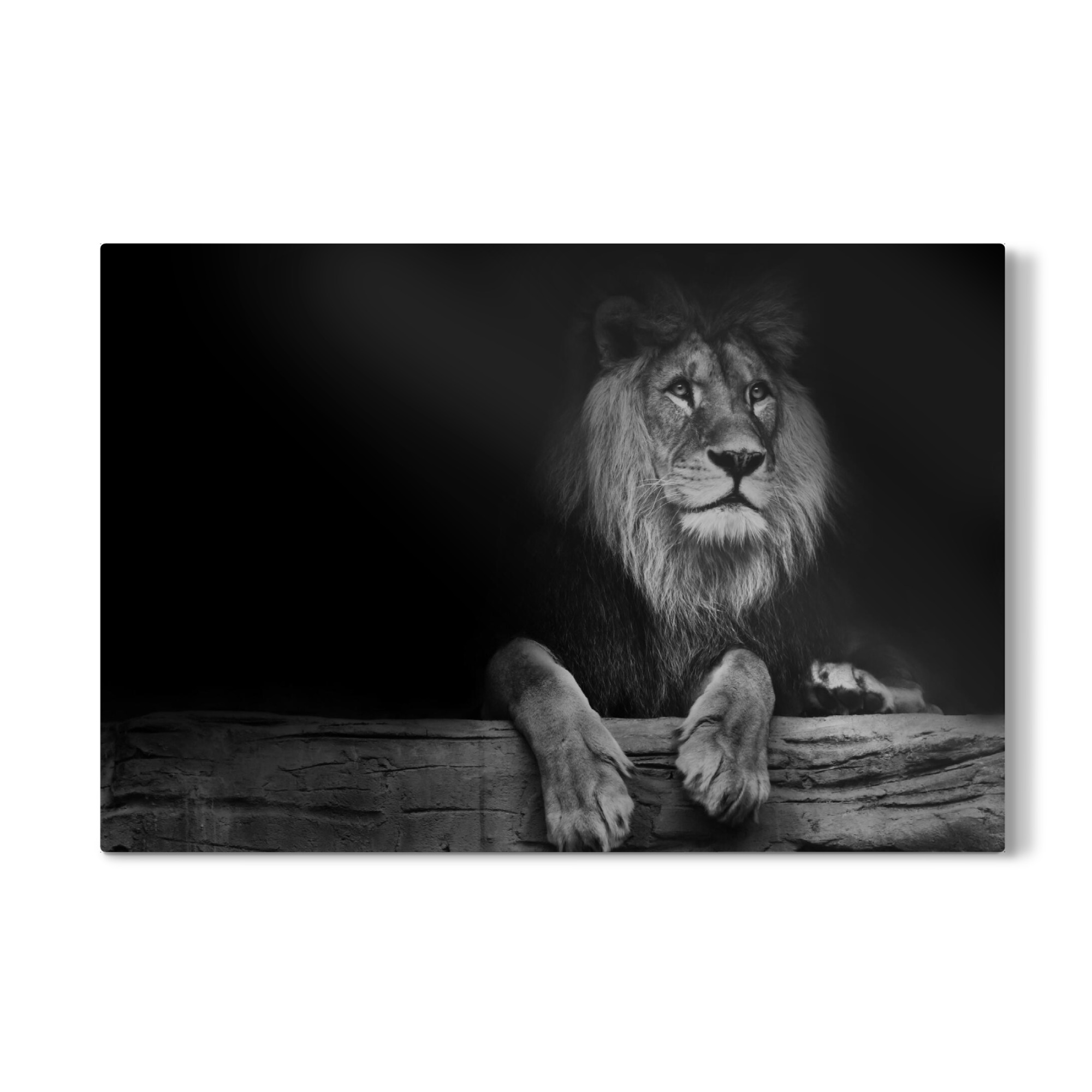 Galerie-Print "Sitting Lion" 30x20 cm artboxONE